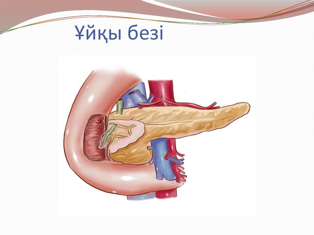2025 жылғы 01-29 желтоқсан аралығында "Ақжар АА" ШЖҚ КМК-да асқазан, ұйқы безі және бауыр обыры туралы хабардарлықты арттыру айлығы өткізілед